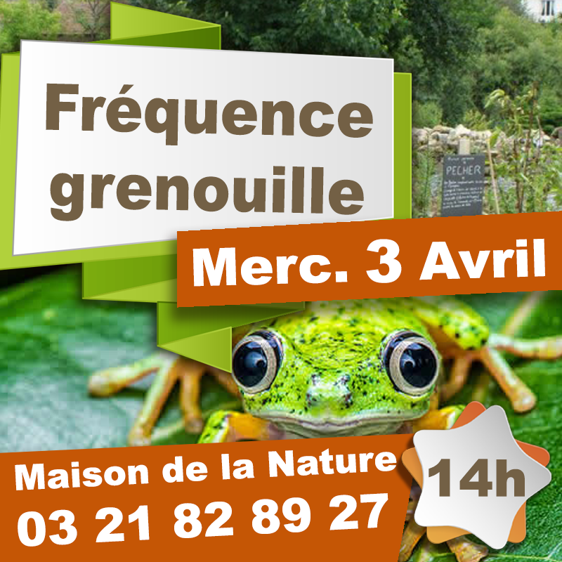 Grenouille19